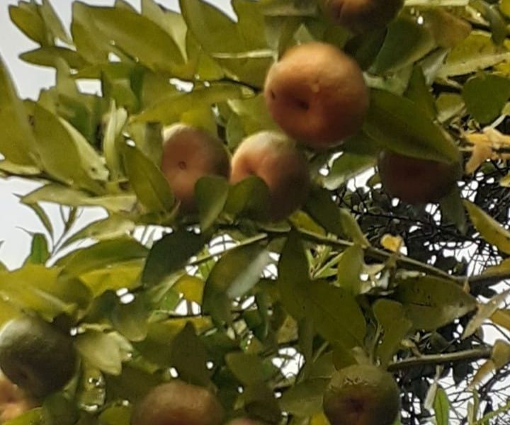 Finca en Venta en La Cumbre, La Cumbre, Valle del Cauca