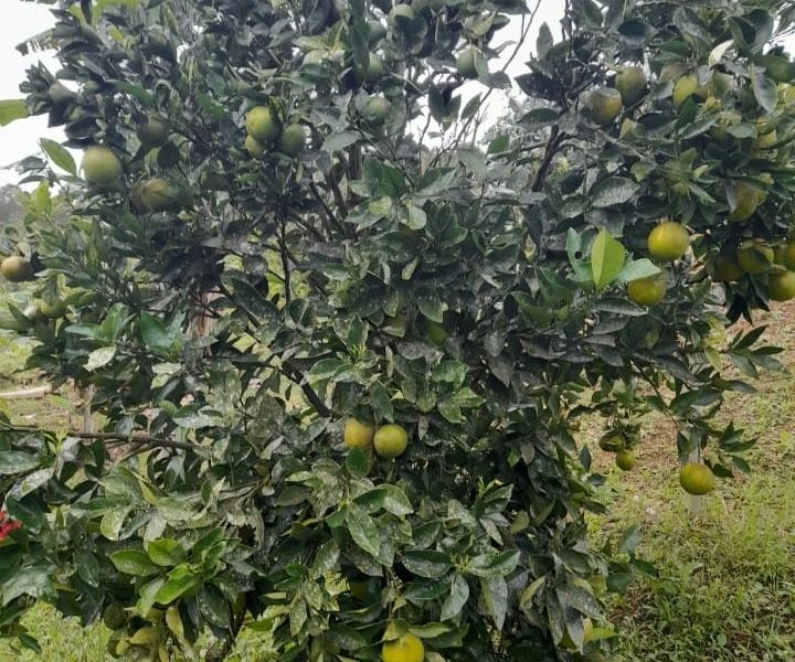 Finca en Venta en La Cumbre, La Cumbre, Valle del Cauca