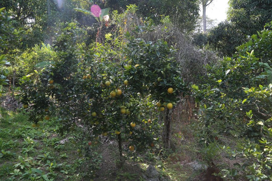 Finca en Venta en Tena, Tena, Cundinamarca