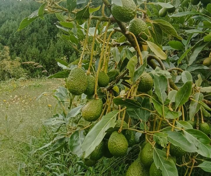 Finca en Venta en Antioquia, , Antioquia