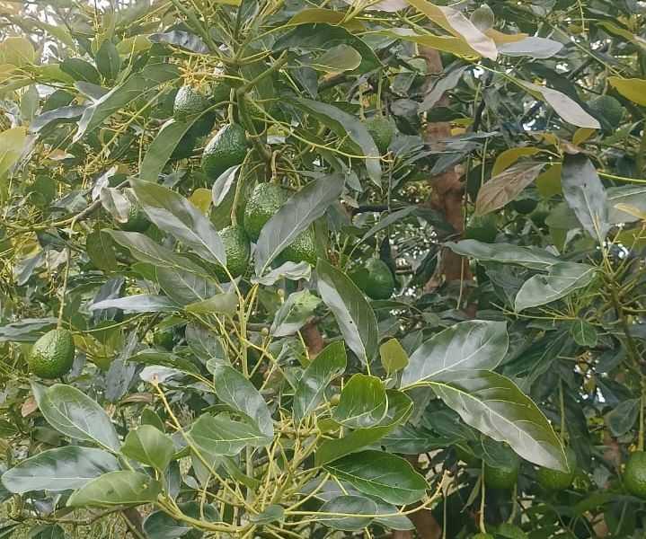 Finca en Venta en Antioquia, , Antioquia